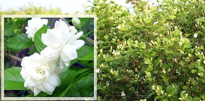 மதுரை மல்லிகை சிறப்புத் திட்டம்! மலர்கள் சாகுபடிக்கு ரூ. 8.51 கோடி நிதி ஒதுக்கீடு!