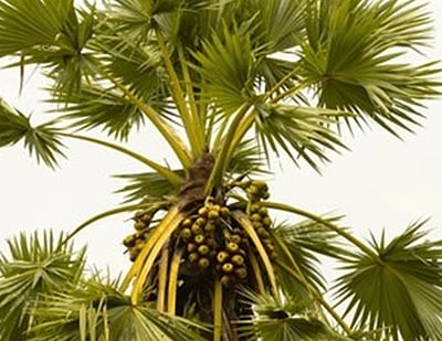 பனை மரங்கள் வெட்டப்படுவதைத் தடுக்க கண்காணிப்புக் குழுக்கள்: தமிழக அரசு உத்தரவு