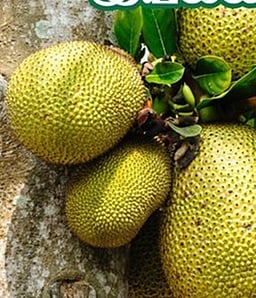 பலாவுக்கு மதிப்புக்கூட்டுத் தொழிற்சாலை தேவை!