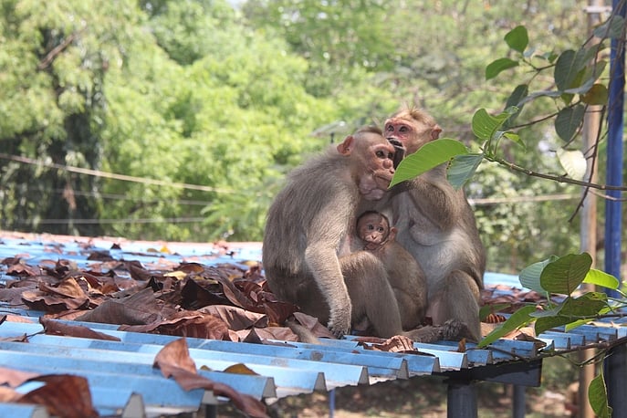 குற்றாலத்தில் குரங்குகள் குறித்து ஆய்வு