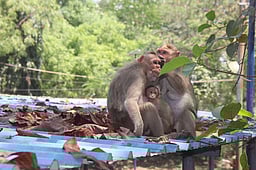 குற்றாலத்தில் குரங்குகள் குறித்து ஆய்வு