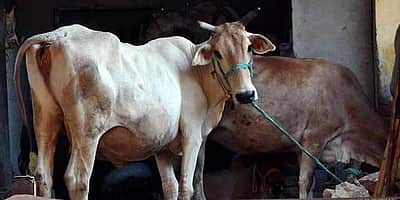 உ.பி: பசு வதை வழக்கில் குற்றவாளி சுட்டுப்பிடிப்பு! 