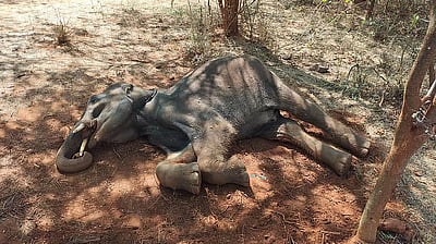 கருவுற்றிருந்த யானை இறைச்சிக்காக கொலை?