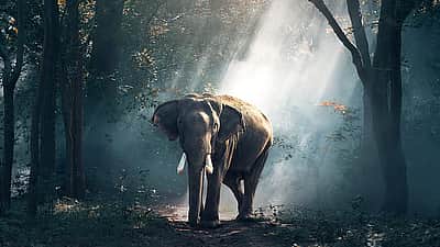 வீட்டின் சுவரை இடித்து யானை தாக்கியதில் பெண் பலி! குடும்பத்தினர் படுகாயம்! 