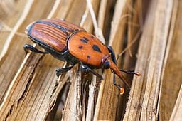 செந்துறை அருகே விஷ வண்டுகள் 
கொட்டி 5 போ் காயம்!