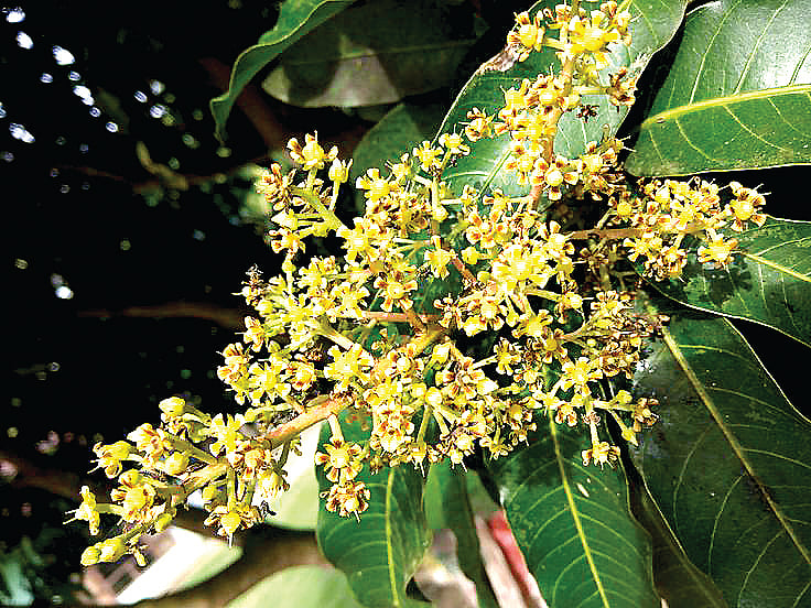 மாம்பூவின் மருத்துவக் குணங்கள்...