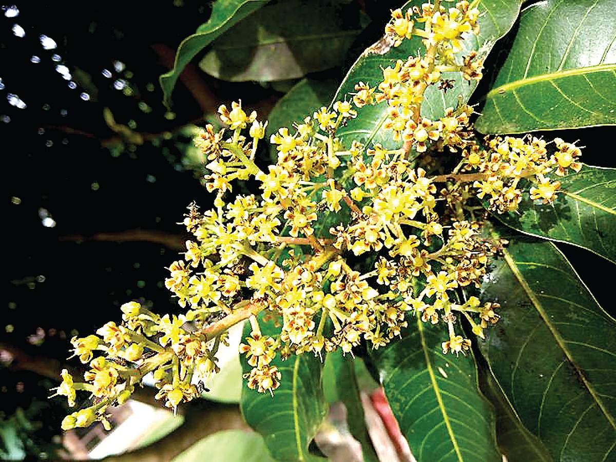 மாம்பூவின் மருத்துவக் குணங்கள்...