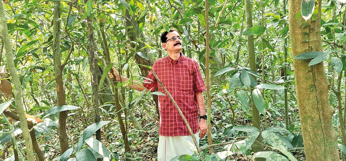 கோயில் காடுகளைப் பாதுகாப்போம்..