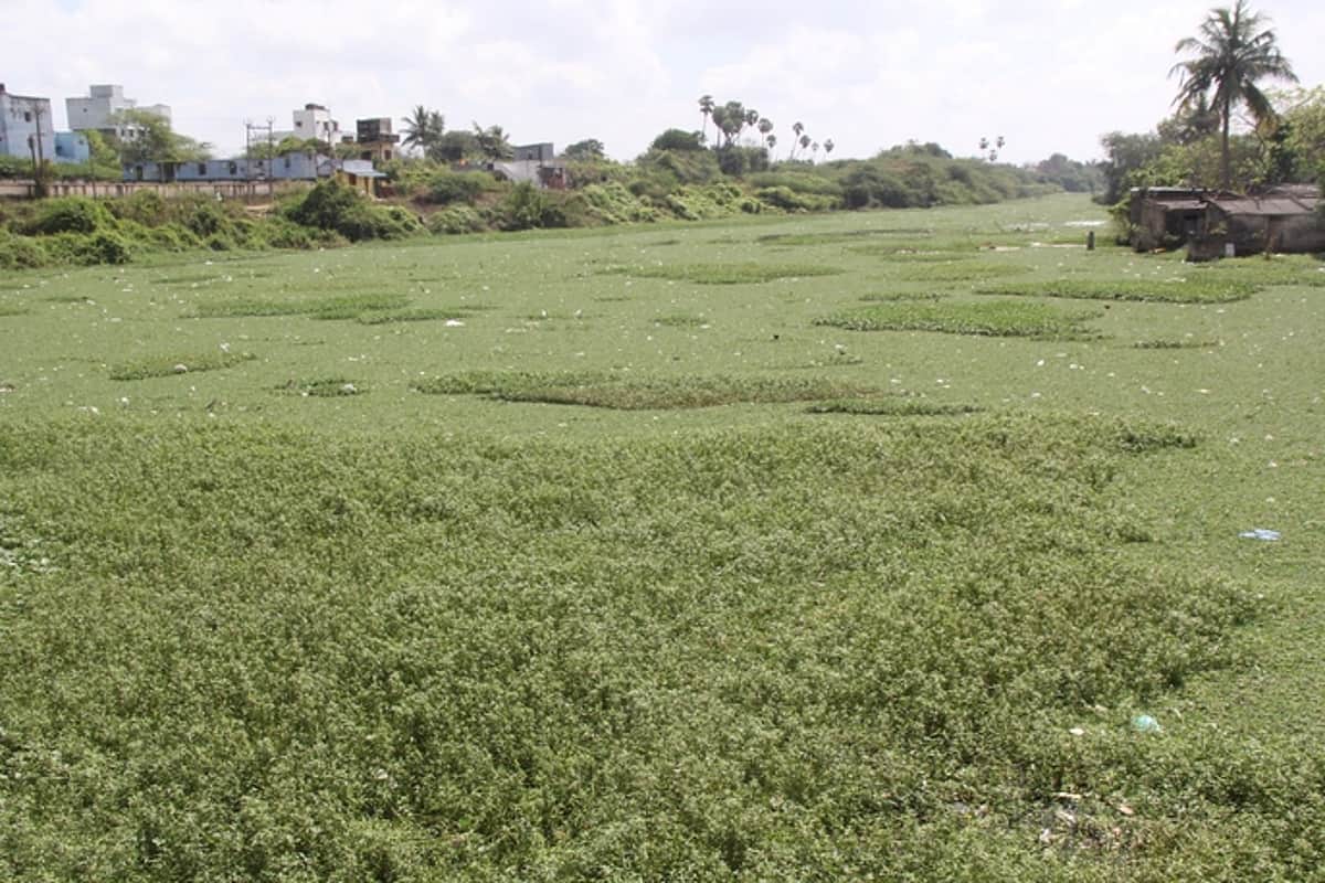 திருவள்ளூா் கூவம் ஆற்றில் கழிவு நீா் விடுவதால் மாசு படும் அபாயம்!