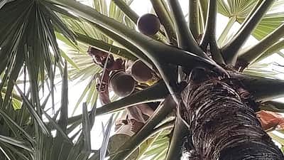 கள்ளுக்கடையா, தடையா?