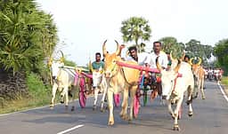 திருப்பத்தூரில் மாட்டுவண்டி பந்தயம்