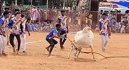 மானாமதுரை அருகே
வடமாடு மஞ்சுவிரட்டு!