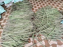 அரவக்குறிச்சியில் முருங்கைக்காய் பவுடா்
தொழிற்சாலை அமைக்க வலியுறுத்தல்