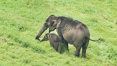 கேரளம்: வன விலங்குகள் தாக்குதலில் 344 பேர் பலி!