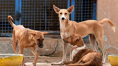தெருநாய்கள் தொல்லையைக் கட்டுப்படுத்த பிரதமரிடம் கார்த்தி சிதம்பரம் மனு!
