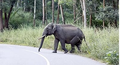 ஊர் ஊராகச் சென்று மக்களைத் தாக்கும் ஒற்றை யானை! ஒரே நாளில் 4 பேர் பலி! 