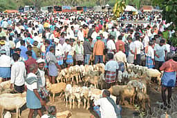 மட்றப்பள்ளி வாரச் சந்தையில் ரூ. 50 லட்சத்துக்கு கால்நடை வா்த்தகம்