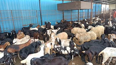 நெருங்கும் ரமலான் பண்டிகை: சென்னையில் களைகட்டாத ஆட்டுச் சந்தை!