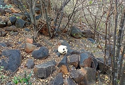 தூத்துக்குடியில் சாலையில் இருந்த எலும்புக் கூடால் பரபரப்பு