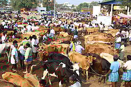 தோ்தல் நடத்தை விதிமுறையால் பொய்கை கால்நடை சந்தையில் வா்த்தகம் சரிவு