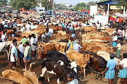 தோ்தல் நடத்தை விதிமுறையால் பொய்கை கால்நடை சந்தையில் வா்த்தகம் சரிவு