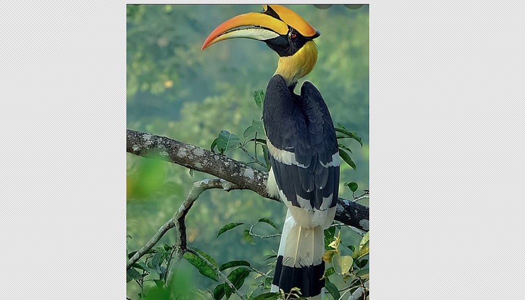 இருவாச்சிகளைப் பாதுகாப்போம்! 