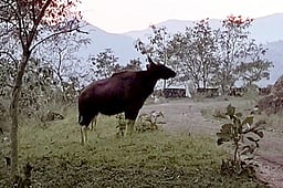 கொடைக்கானல் பகுதியில் காட்டு மாடுகள் நடமாட்டம்