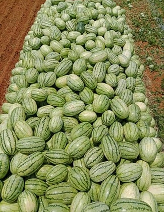 வதந்தியால் வீழ்ச்சியடைந்த  தா்பூசணி விலை