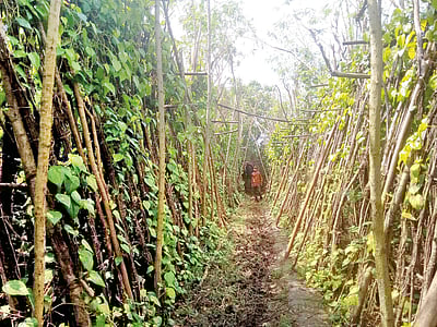 கும்பகோணம் கொழுந்து வெற்றிலை