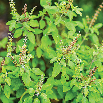 பாட்டி வைத்தியம்...