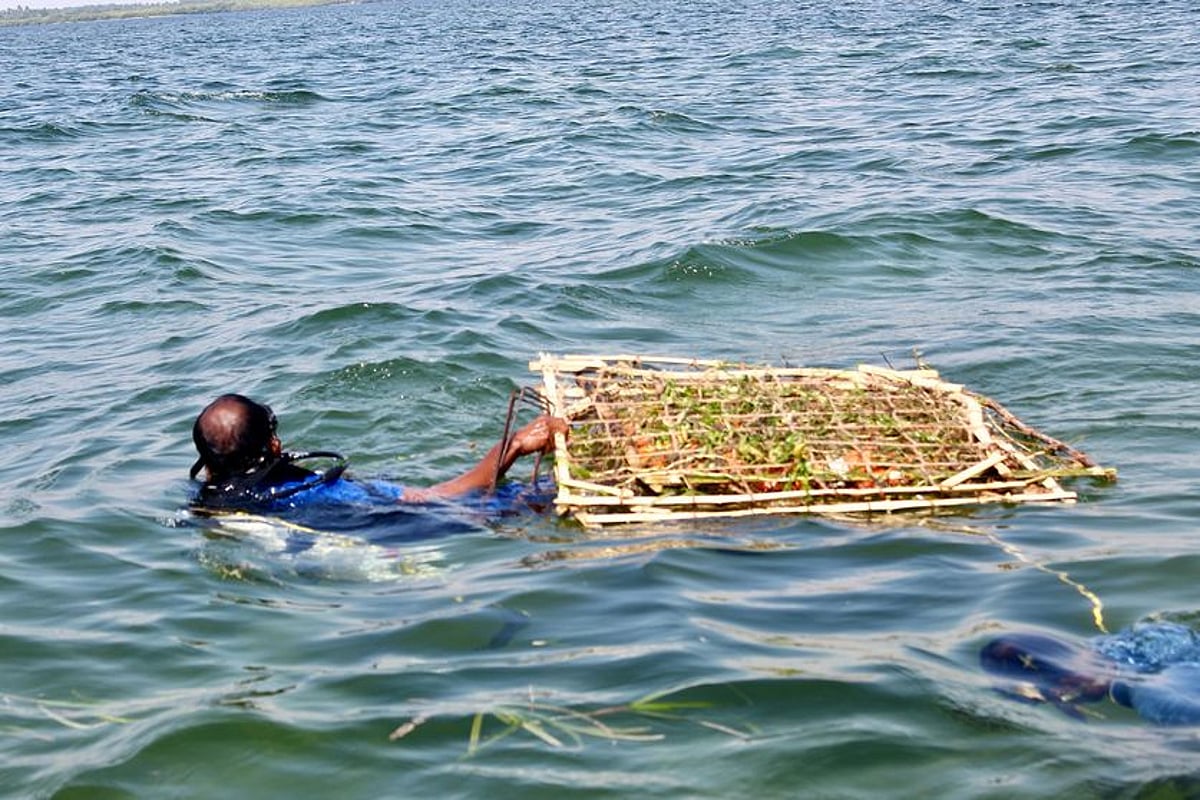 புதுகையில் 100 சதுர மீட்டரில் கடலுக்குள் புல் வளா்ப்பு: வனத் துறை ஏற்பாடு