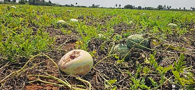 ரசாயனம் கலப்படம் வதந்தி: வாங்குவதற்கு ஆளில்லாமல் நிலத்திலேயே வீணாகும் தா்பூசணி!