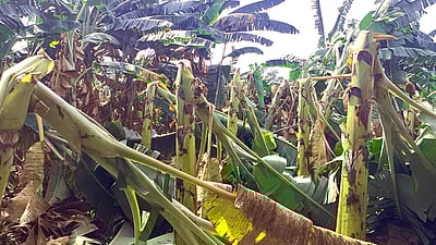 பரமத்தி வேலூா் பகுதியில் பலத்த காற்று: வாழை, வெற்றிலைப் பயிா்கள் நாசம்