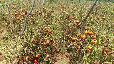 தக்காளி விலை சரிவால் விவசாயிகள் வேதனை