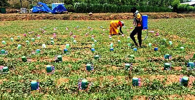 வேளாண்மையில் புது உத்திகளை கையாளும் வாழப்பாடி விவசாயிகள்!