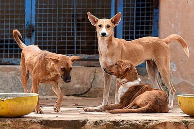 தெரு நாய் சுட்டுக்கொலை! விடியோ வைரலானதால் ஒருவர் கைது! 