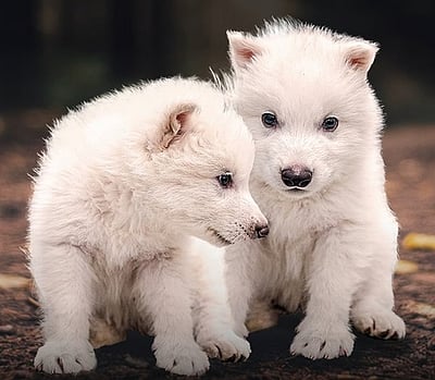 10,000 ஆண்டுகளுக்கு முன் அழிந்த ஓநாய் இனம்: மீண்டும் உரு கொடுத்த அமெரிக்க விஞ்ஞானிகள்