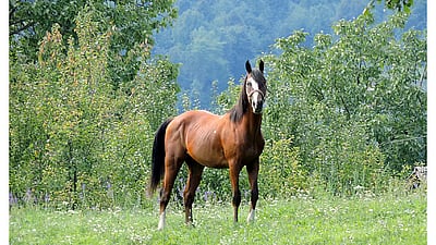 17 ஆண்டுகள் கழித்து ஜப்பானில் மீண்டும் பரவும் குதிரைக்காய்ச்சல்!