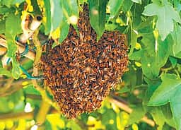அரசு மருத்துவமனையில் தேனீக்கள் அகற்றம்