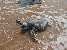 வலையில் சிக்கிய கடல் ஆமையை
கடலுக்குள் விட்ட மீனவா்கள்