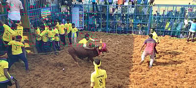 கந்தர்வகோட்டை நொண்டி முனியாண்டவர் கோயில் ஜல்லிக்கட்டு விழா 