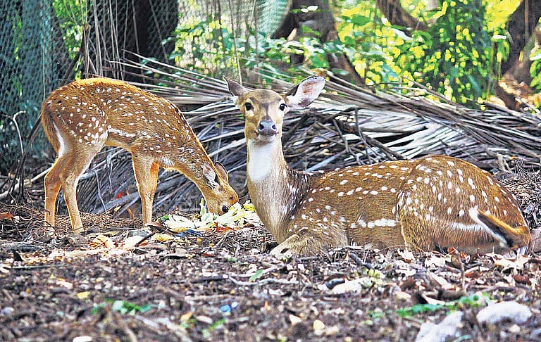 வன விலங்குகளைக் காப்போம்!