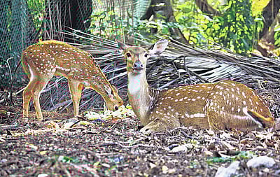 வன விலங்குகளைக் காப்போம்!