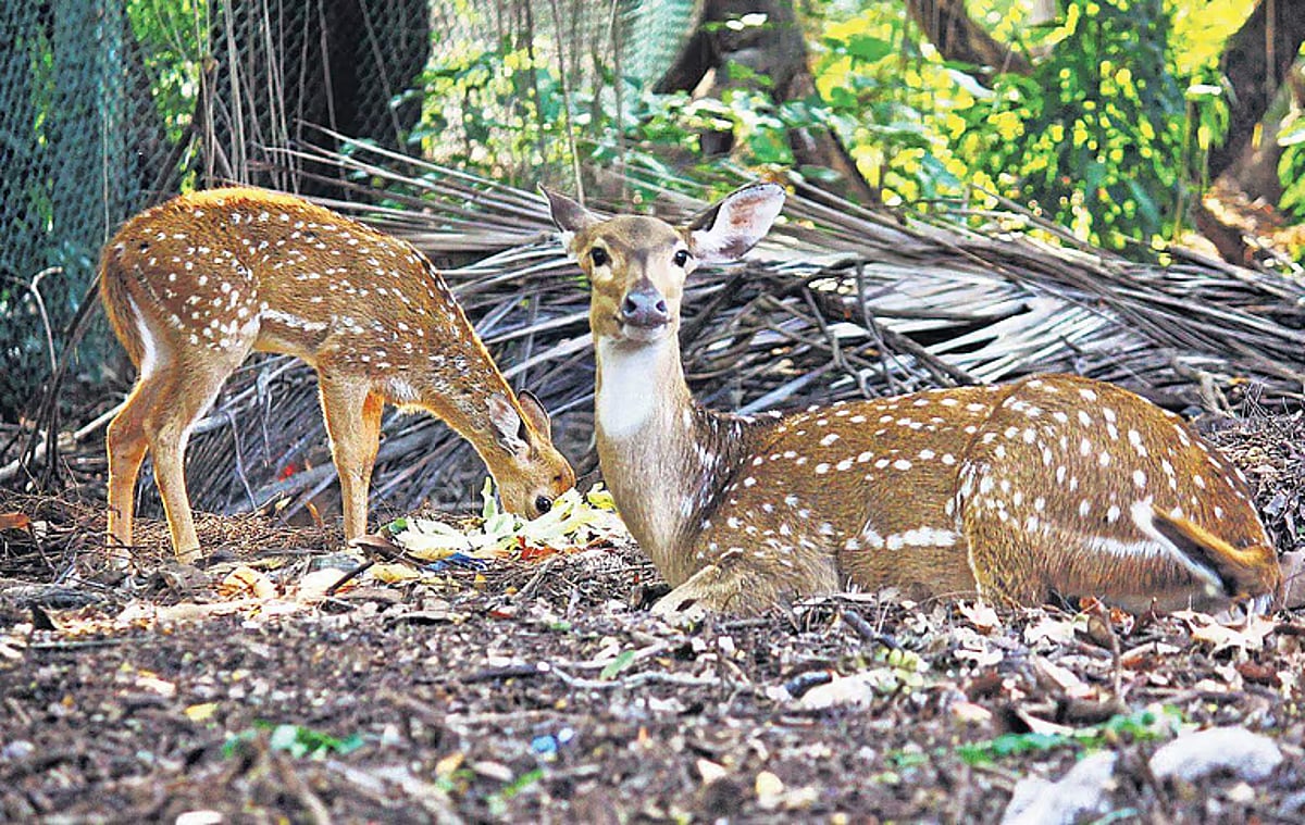 வன விலங்குகளைக் காப்போம்!