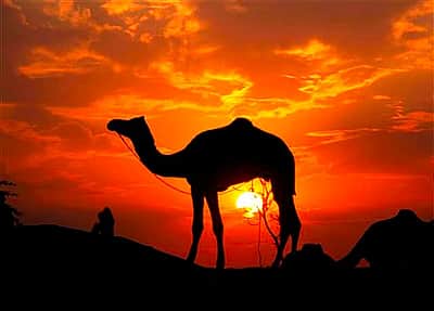 வாகன விபத்தில் 9 ஒட்டகங்கள் பலி! நெடுஞ்சாலையை முடக்கிய கிராமவாசிகள்!