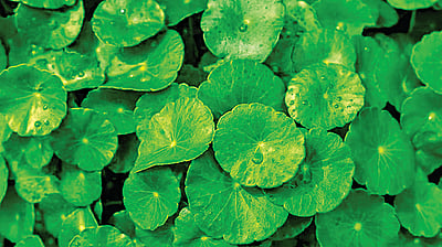 ஆயுள் காக்கும் ஆயுர்வேதம்: அறிவாளியாக வழி என்ன?