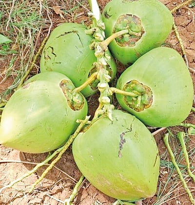 கோடையைச் சமாளிப்பது எப்படி?