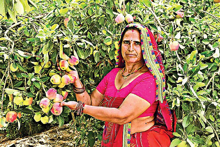 பாலைவனத்தில் விளையும் ஆப்பிள்!