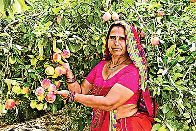 பாலைவனத்தில் விளையும் ஆப்பிள்!