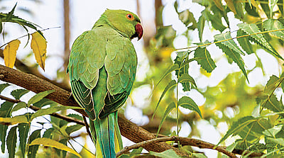 பாடல் வனம்...